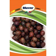 Schwarze Oliven "monacale"